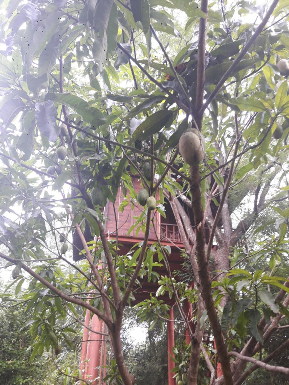 Villa Dambulla Tree House Extérieur photo